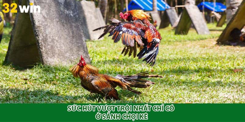 Sức hút vượt trội nhất chỉ có ở sảnh chọi kê
